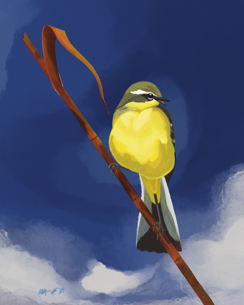 miazita gallery_yellow wagtail