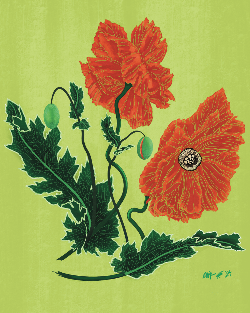 Illustration of two red poppies and buds represented in an complementary color scheme of greens, shade of red, orange red, and soft cream.