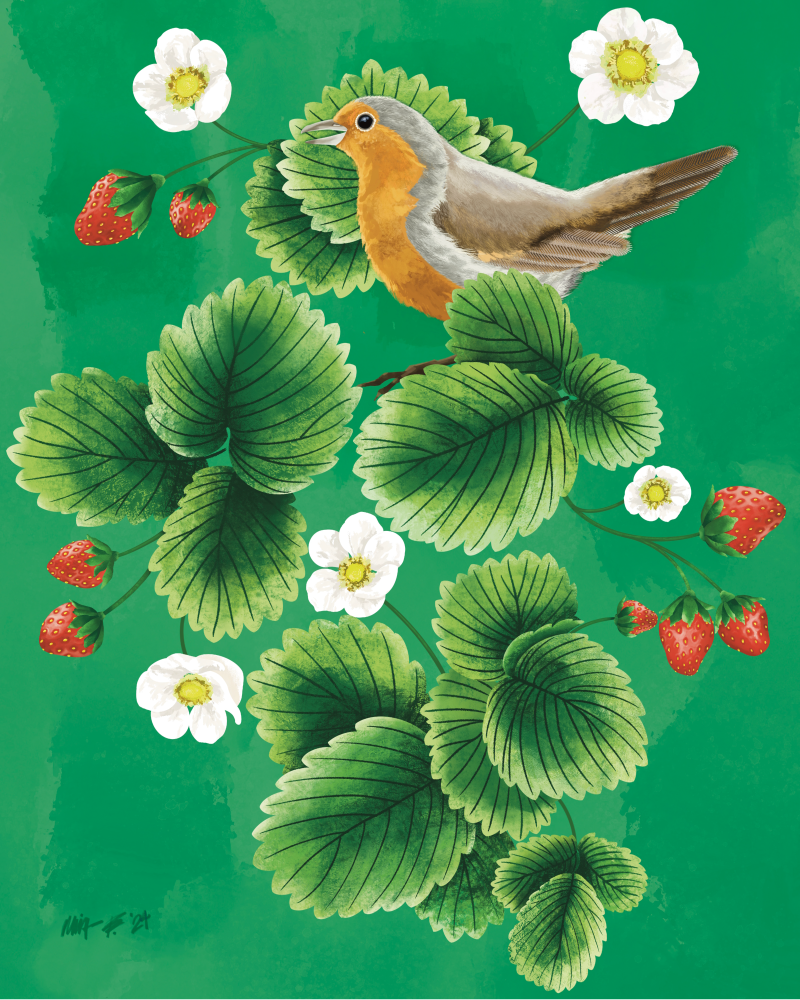 Illustration of a robin standing amongst strawberry plants that are blooming and bearing ripe fruit in complementary colours of red, green, and shades of white and soft yellows